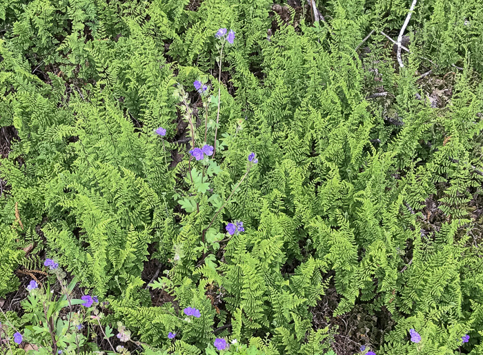 image of Myriopteris lanosa, Hairy Lipfern