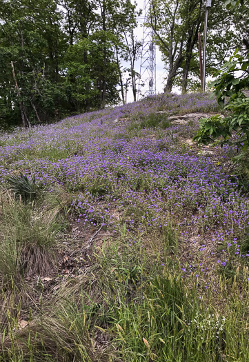 image of Phacelia maculata, Spotted Phacelia, Flatrock Phacelia