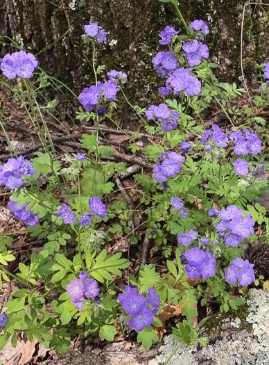 image of Phacelia maculata, Spotted Phacelia, Flatrock Phacelia