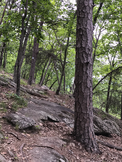 image of Pinus echinata, Shortleaf Pine, Yellow Pine, Rosemary Pine