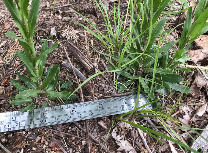 image of Borodinia missouriensis, Missouri Rockcress