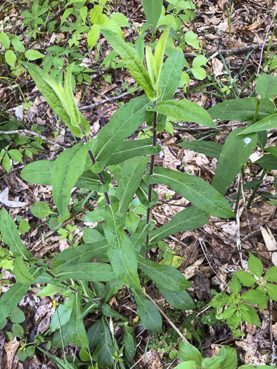 image of Symphyotrichum patens var. patens, Late Purple Aster, Common Clasping Aster, Late Blue Aster, Skydrop Aster