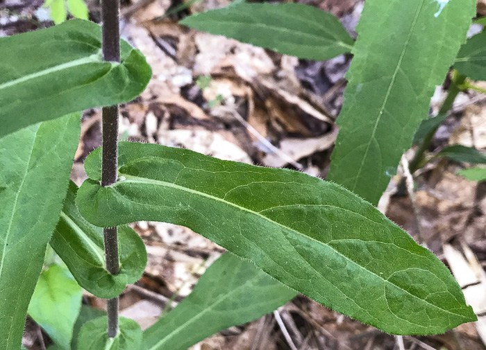 image of Symphyotrichum patens var. patens, Late Purple Aster, Common Clasping Aster, Late Blue Aster, Skydrop Aster