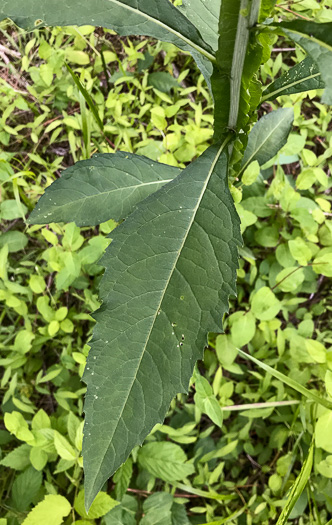 image of Verbesina walteri, Walter's Wingstem, Carolina Crownbeard, Walter's Crownbeard