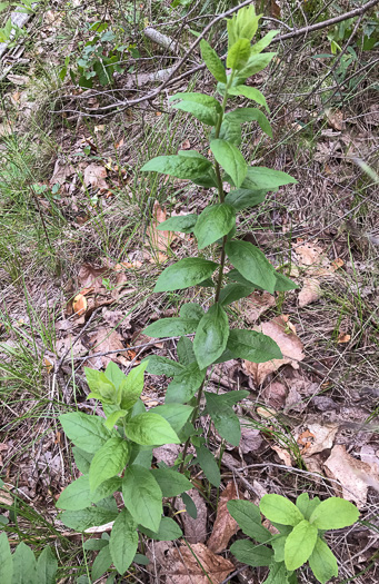 image of Solidago petiolaris var. petiolaris, Downy Ragged Goldenrod, Downy Goldenrod