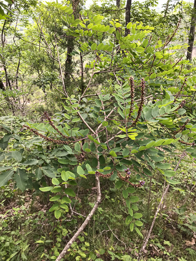 image of Amorpha glabra, Mountain Indigo-bush, Appalachian Indigo-bush, Mountain Indigo, Mountain False Indigo