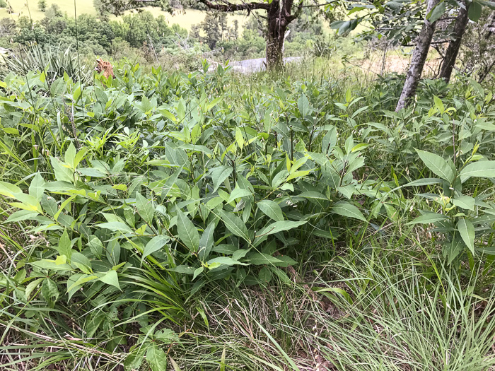 image of Amsonia tabernaemontana, Eastern Bluestar, Blue Dogbane, Wideleaf Bluestar