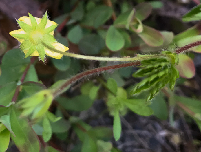 Potentilla simplex, Old Field Cinquefoil, Old-field Five-fingers, Common Cinquefoil