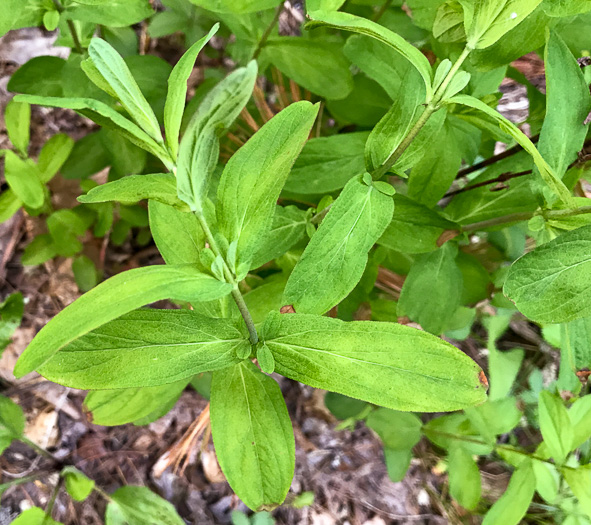 image of Hypericum punctatum, Spotted St. Johnswort