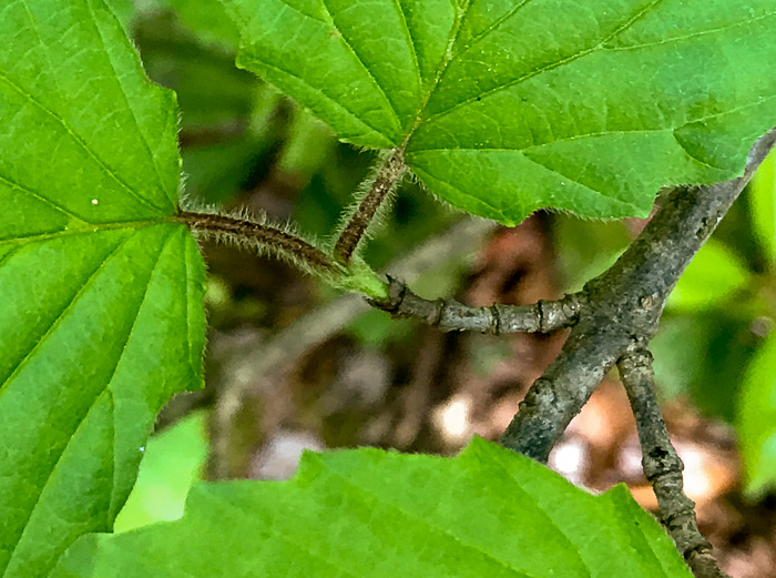 image of Viburnum carolinianum, Carolina Arrowwood