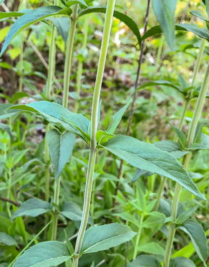 image of Pycnanthemum muticum var. 1, Short-toothed Mountain-mint, Downy Mountain-mint, Clustered Mountain-mint