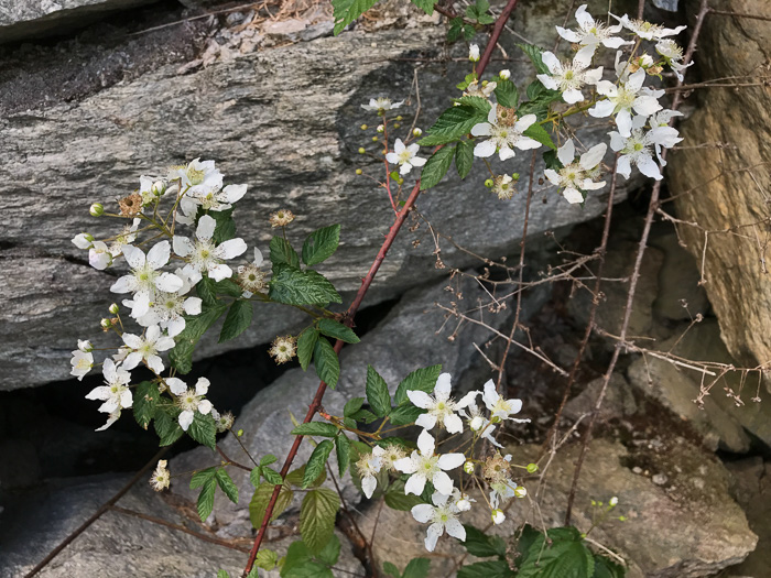 image of Rubus allegheniensis var. allegheniensis, Allegheny Blackberry