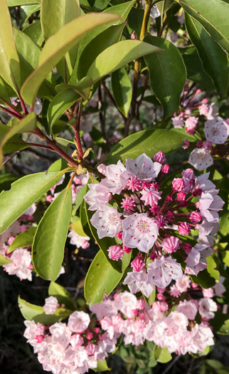 image of Kalmia latifolia, Mountain Laurel, Ivy, Calico-bush, Mountain Ivy