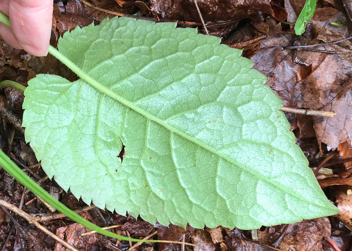 image of Eurybia macrophylla, Large-leaf Aster, Bigleaf Aster