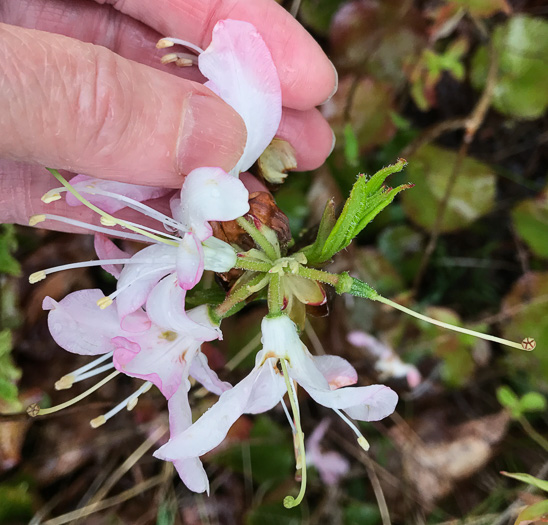 image of Rhododendron vaseyi, Pinkshell Azalea