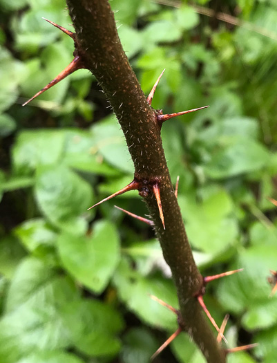 spines