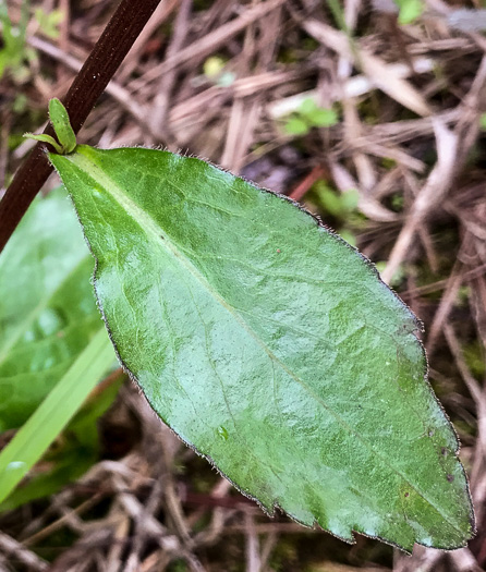 image of Sericocarpus caespitosus, Toothed Whitetop Aster