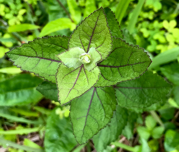 image of Eupatorium pubescens, Inland Roundleaf Eupatorium, Hairy Thoroughwort