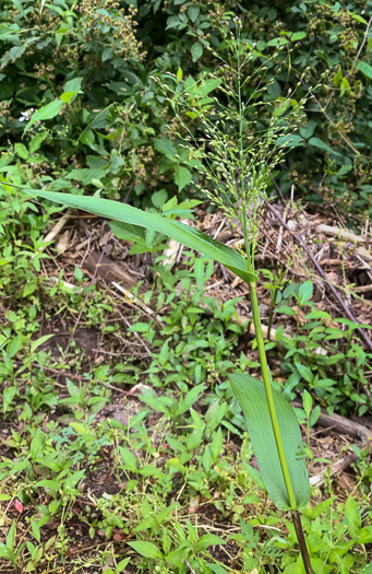 image of Dichanthelium commutatum +, Variable Witchgrass