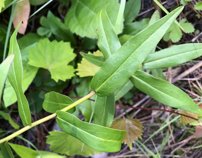 image of Solidago odora, Licorice Goldenrod, Sweet Goldenrod, Anise Goldenrod, Anise-scented Goldenrod