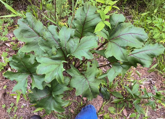 image of Silphium compositum var. compositum, Carolina Rosinweed, Compassplant, Rhubarb-leaved Rosinweed