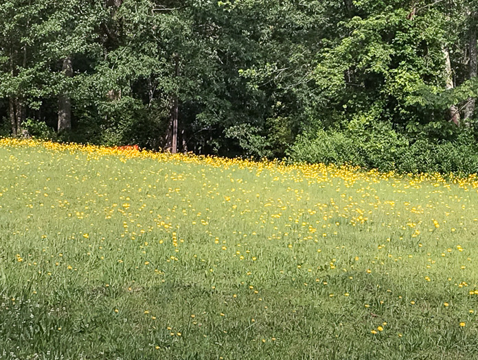 image of Hypochaeris radicata, Hairy Cat's-ear, Spotted Cat's-ear, Cat's Ear Dandelion