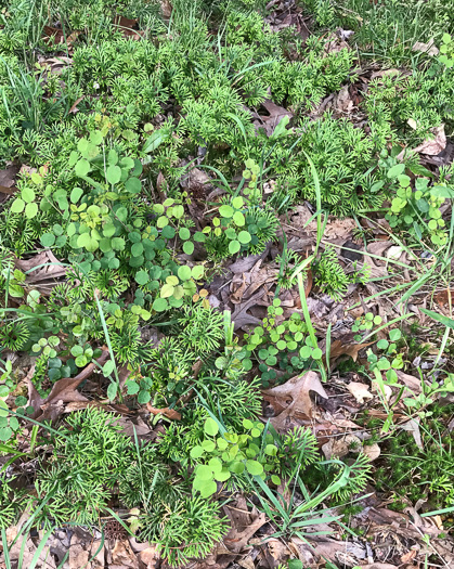 Desmodium lineatum, Matted Tick-trefoil, Sand Tick-trefoil