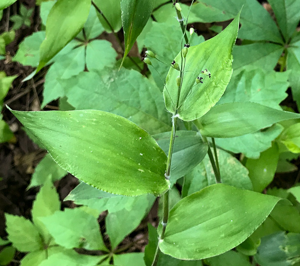 image of Dichanthelium boscii, Bosc's Witchgrass