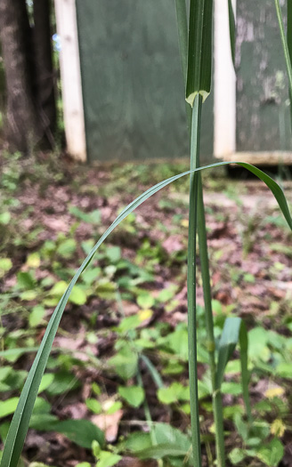 image of Dactylis glomerata, Orchard Grass