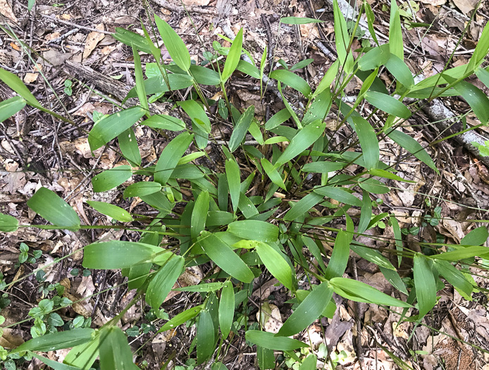 image of Dichanthelium commutatum +, Variable Witchgrass