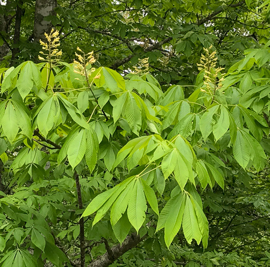 image of Aesculus flava, Yellow Buckeye