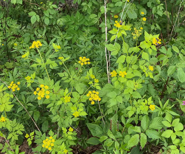 image of Thaspium barbinode, Hairy-jointed Meadow-parsnip