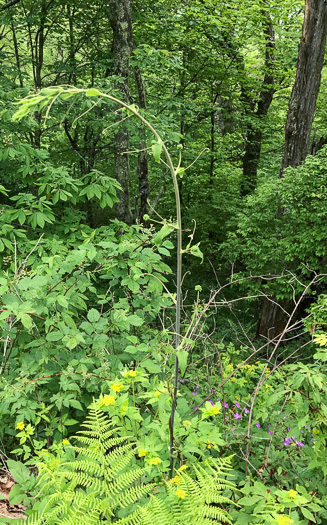 image of Smilax herbacea, Common Carrionflower, Smooth Carrionflower