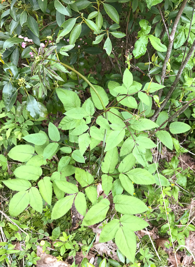 image of Ligusticum canadense, American Lovage