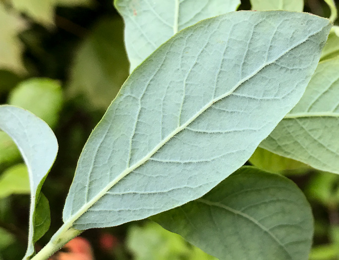 image of Vaccinium stamineum var. 2, Appalachian Deerberry