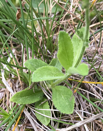 image of Veronica officinalis, Common Speedwell, Gypsyweed, Heath Speedwell