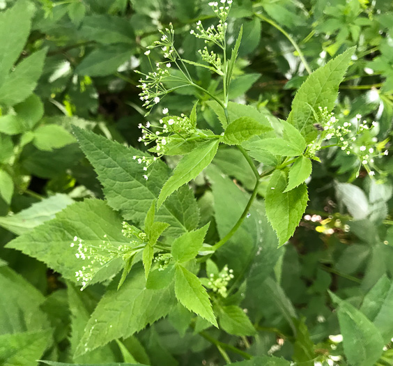 image of Cryptotaenia canadensis, Honewort