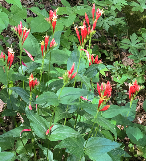 image of Spigelia marilandica, Indian-pink, Woodland Pinkroot, Wormgrass