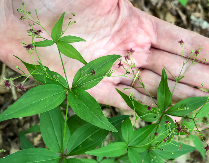 image of Galium latifolium, Purple Bedstraw, Wideleaf Bedstraw