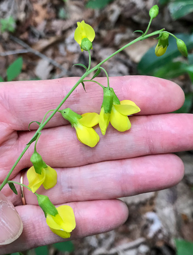 Thermopsis fraxinifolia, Ashleaf Golden-banner