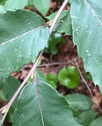 image of Castanea pumila, Common Chinquapin, Chinkapin, Allegheny Chinquapin