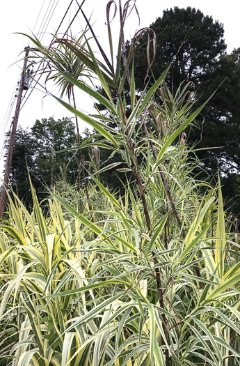 image of Arundo donax, Giant Reed