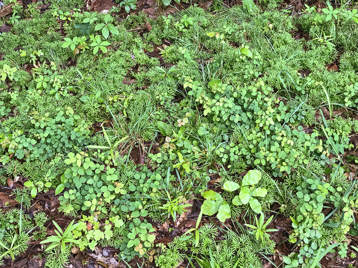 image of Desmodium lineatum, Matted Tick-trefoil, Sand Tick-trefoil