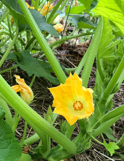 image of Cucurbita melopepo var. melopepo, Crookneck Squash, Straightneck Squash, Acorn Squash, Spaghetti Squash