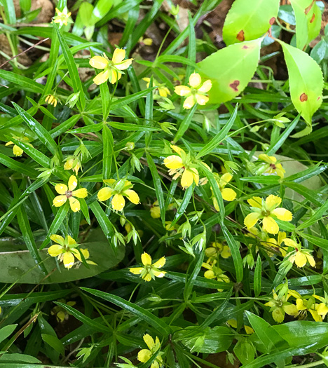 image of Steironema lanceolatum, Lanceleaf Loosestrife