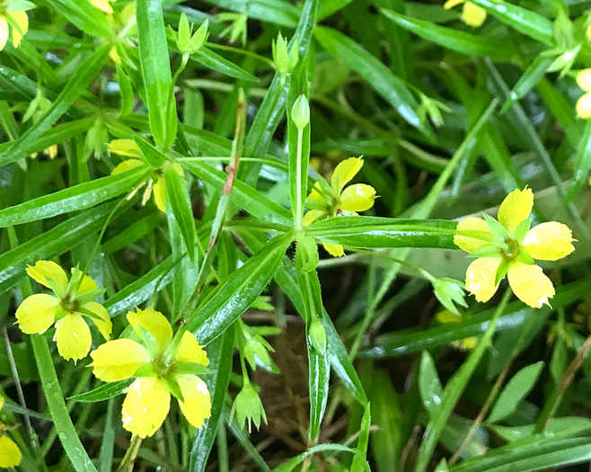 image of Steironema lanceolatum, Lanceleaf Loosestrife