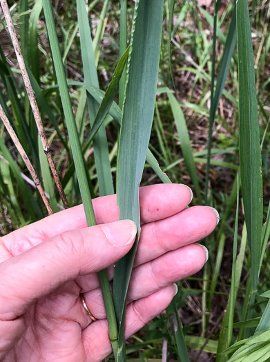 image of Greeneochloa coarctata, Nuttall's Reedgrass