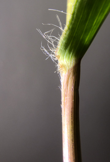 image of Dichanthelium sphaerocarpon, Round-fruited Witchgrass, Roundseed Witchgrass