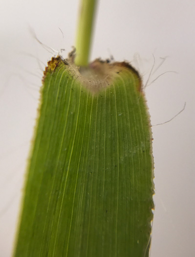 image of Dichanthelium sphaerocarpon, Round-fruited Witchgrass, Roundseed Witchgrass