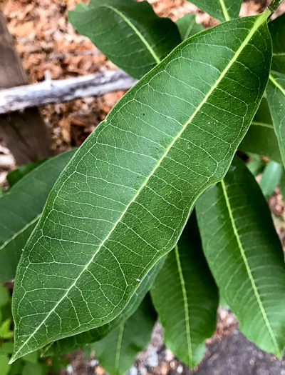 image of Asclepias syriaca, Common Milkweed